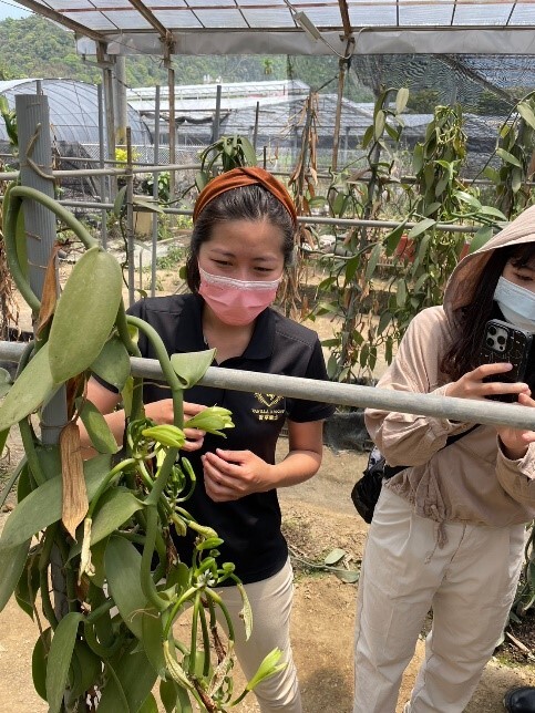 香草騎士-香草園實地體驗-授粉示範